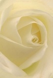 Nestled deep within the soft, ivory petals of this hand-crafted rose, you'll find yourself surrounded by peace and gentle radiance, the sort that marks a new morning along Dagenham's green walkways or softens the edges of cherished memories. Each petal curls with a whisper-light touch, inviting your fingertips to imagine the creamy matte surface and the faint suggestion of dew glossing its edges. Shadows gather delicately in the folds, creating dimension and a quiet sense of intimacy reminiscent of treasured gestures passed from neighbour to neighbour near the Heath Park triangle. This image conveys not only the artistry of the flower but also the thoughtful intent behind every arrangement-poised perfectly for expressing sympathy, admiration, or the significance of a fresh beginning in the lives of Dagenham families. The atmosphere is hushed, almost sacred, with a luminous warmth that radiates comfort and thoughtful devotion into any room. Beneath it all, there's a sense of subtle fragrance carried on the early breeze, gentle and reassuring-as if inviting you to pause and appreciate the artistry and care that define floral design throughout Dagenham's close community.